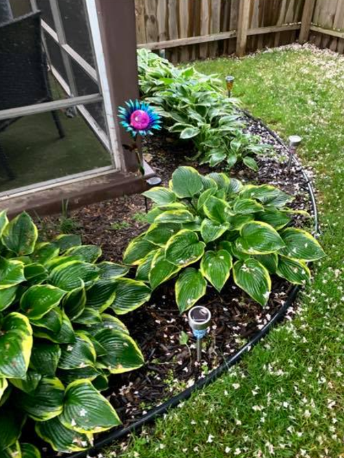 An image of a garden